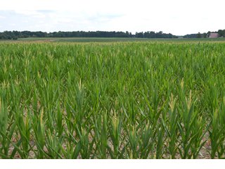 Property photo 10 - 41 +/- Acres Offered in 2 Tracts - Tillable Land & Building Site